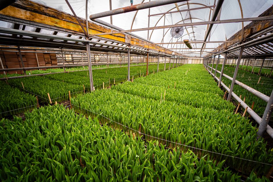 WAEC Agricultural Science - Complete Exam Preparation
