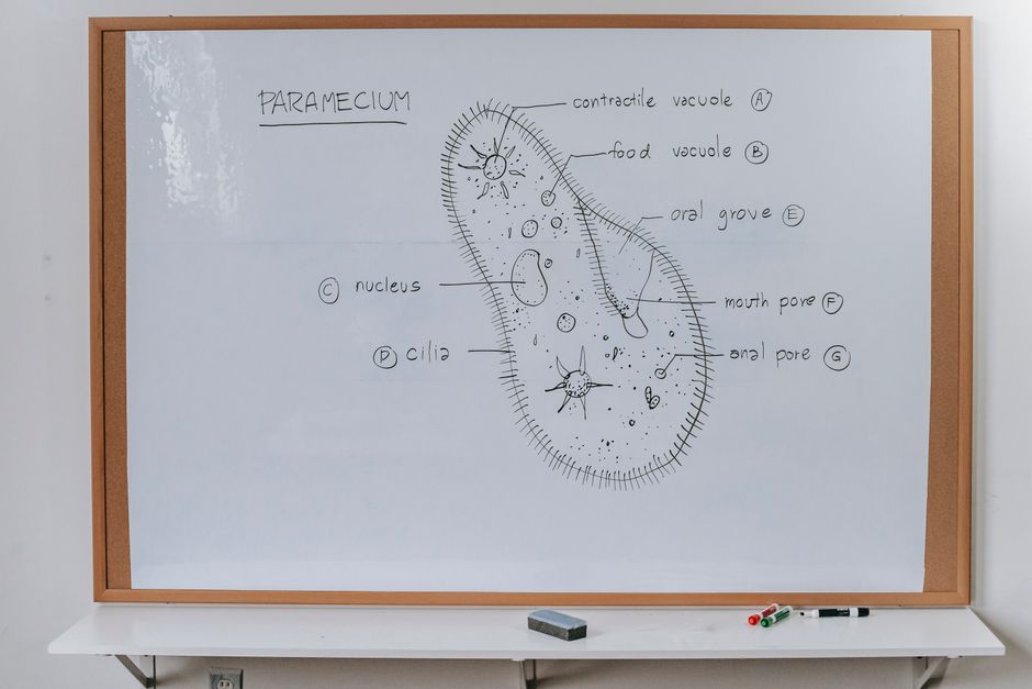 University Biology 100 Level