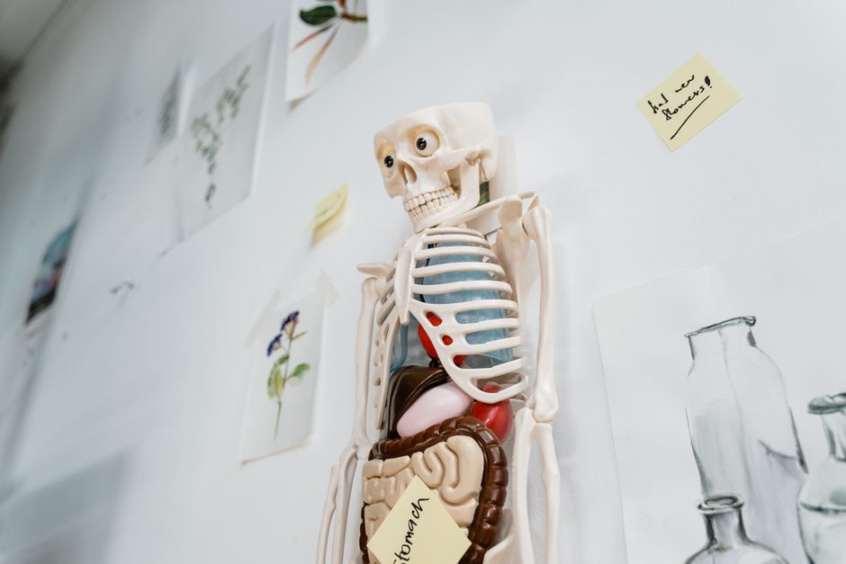 Anatomy & Physiology (ND Public Health)