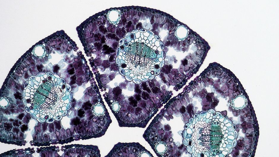 Cell Biology I (ND)