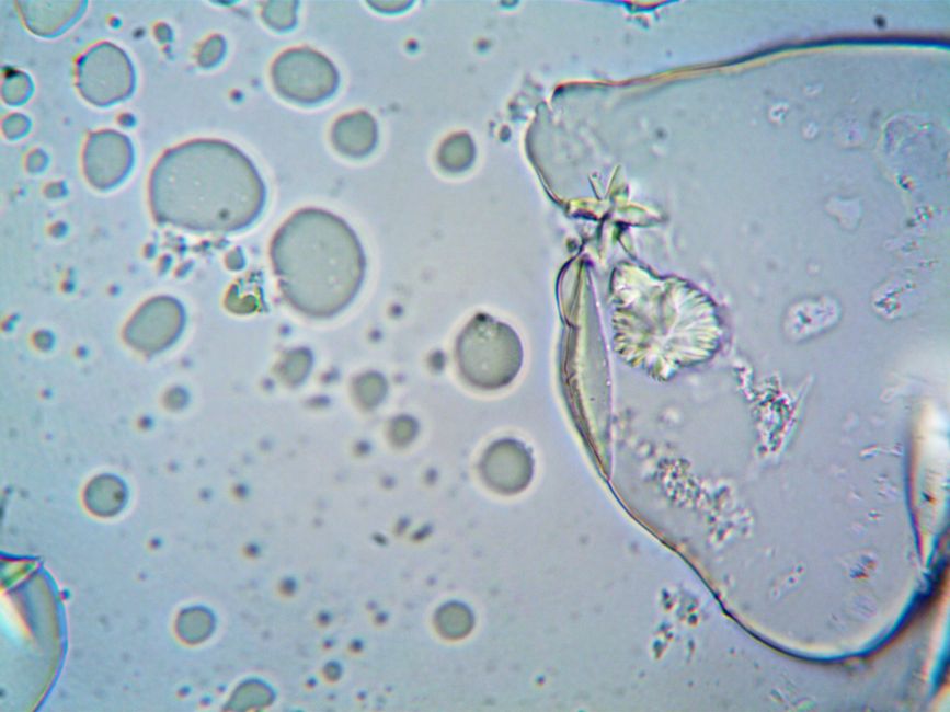 Cell Biology (BSc Biochemistry)