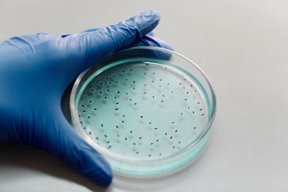 Introduction to Microbiology (Certificate)