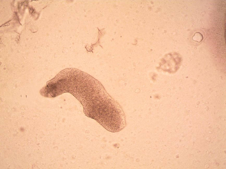 Introduction to Parasitology