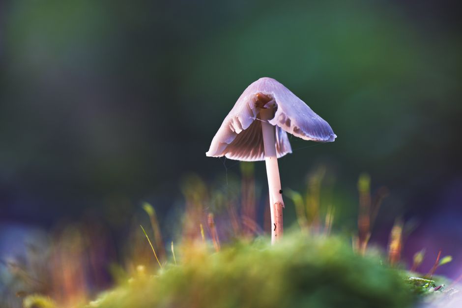 Mycology I (ND)