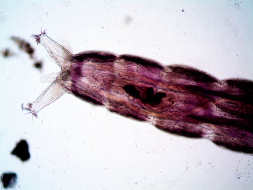 Parasitology I (ND)