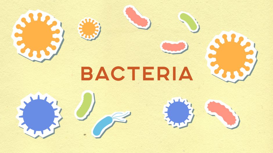Bacteriology II (ND)