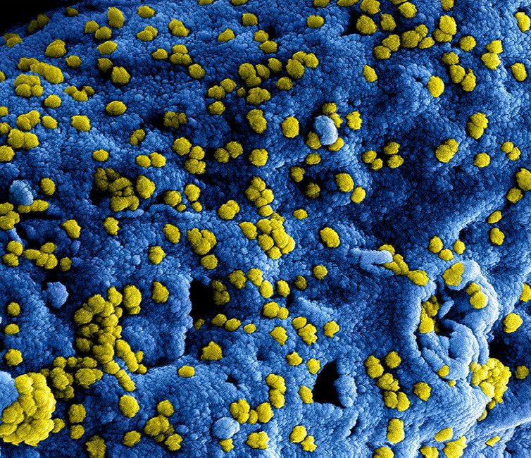 Virology II (ND)