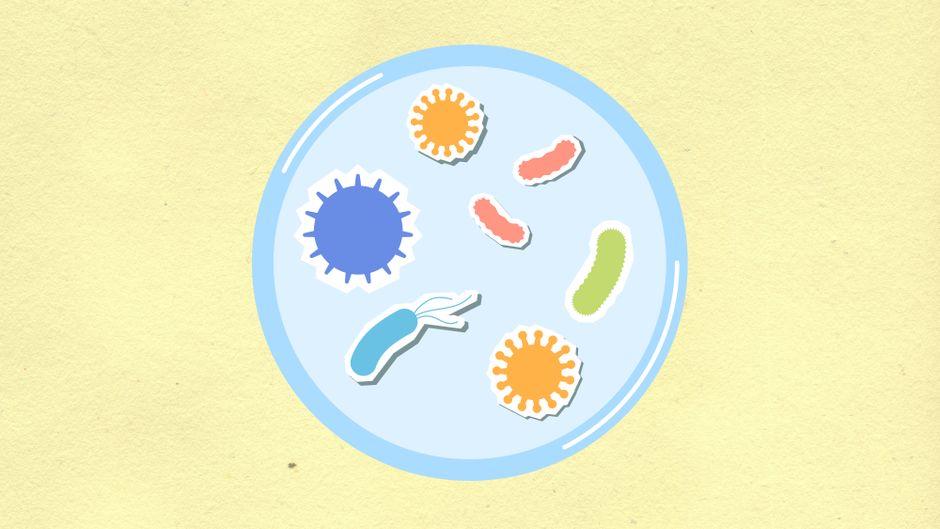 Immunology II (ND Microbiology)