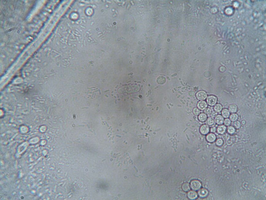 Cell Biology (BSc Microbiology)