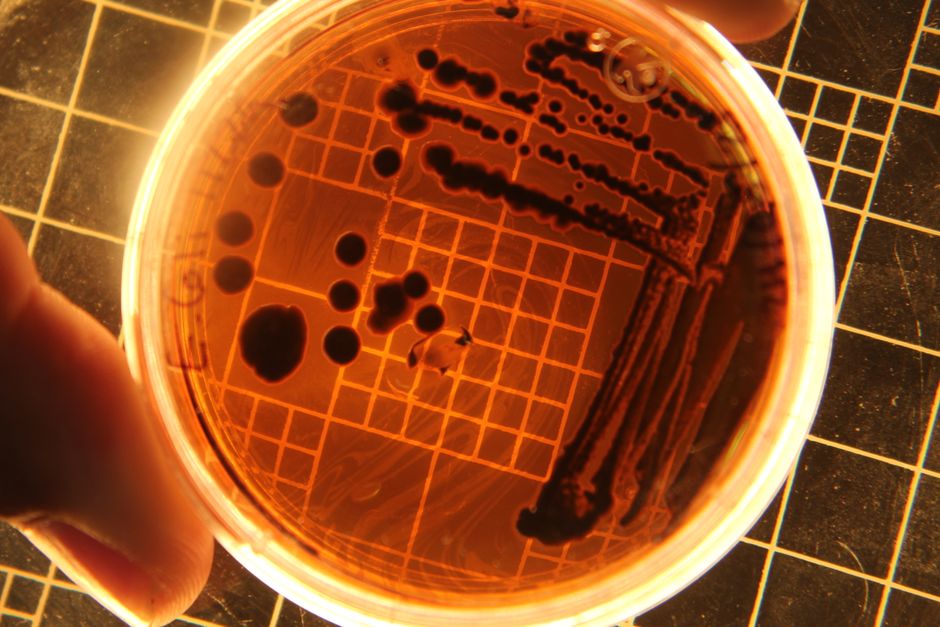 Bacteriology (BSc)