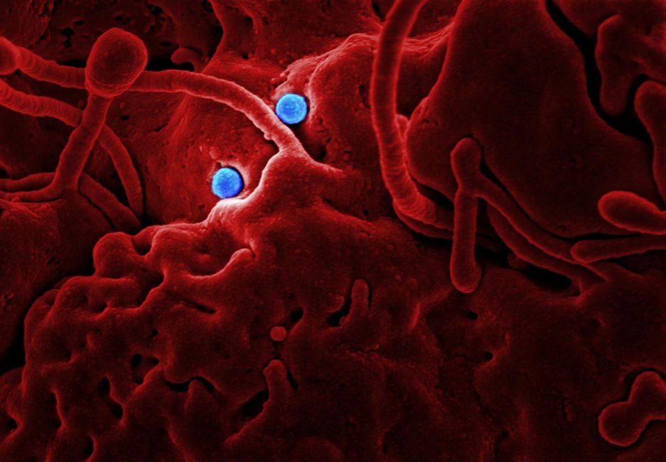Virology (BSc)