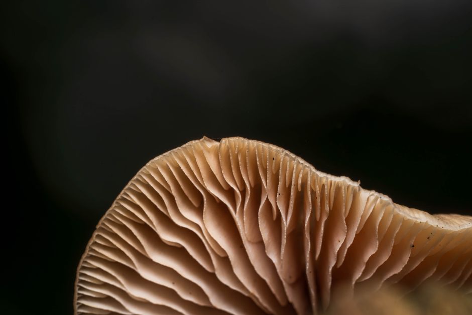 Mycology (BSc)
