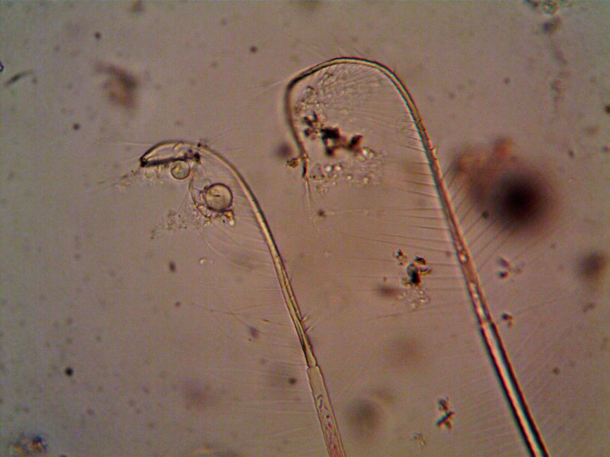 Parasitology (BSc)