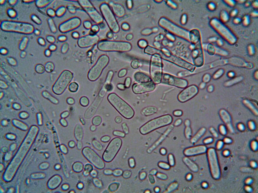 Industrial Microbiology I (BSc)