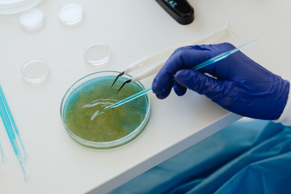 Food Microbiology (BSc)