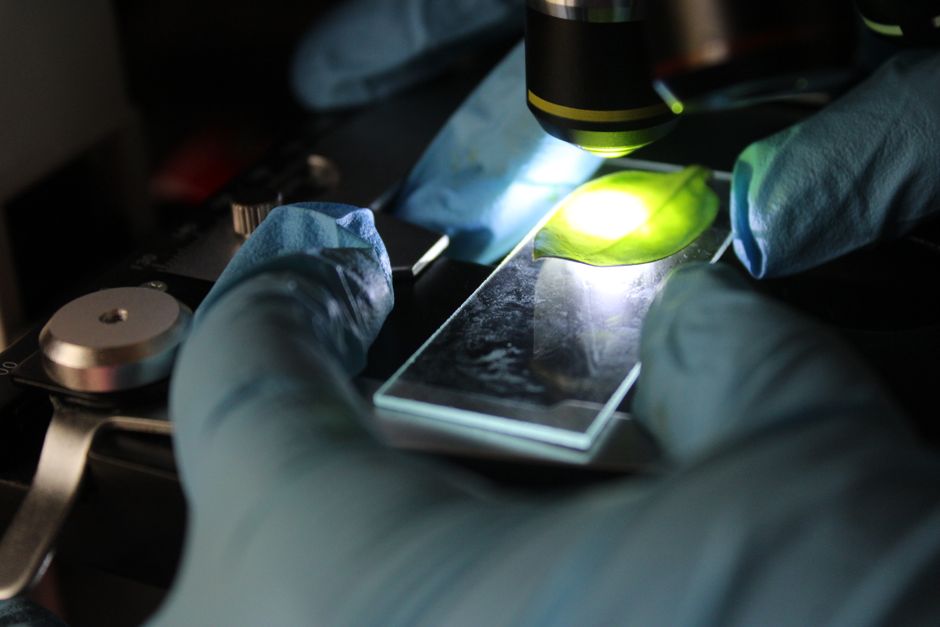 Environmental & Agricultural Microbiology (MSc)