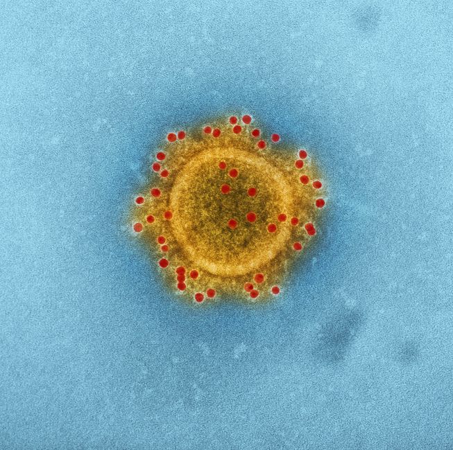 Virology & Vaccinology (MSc)