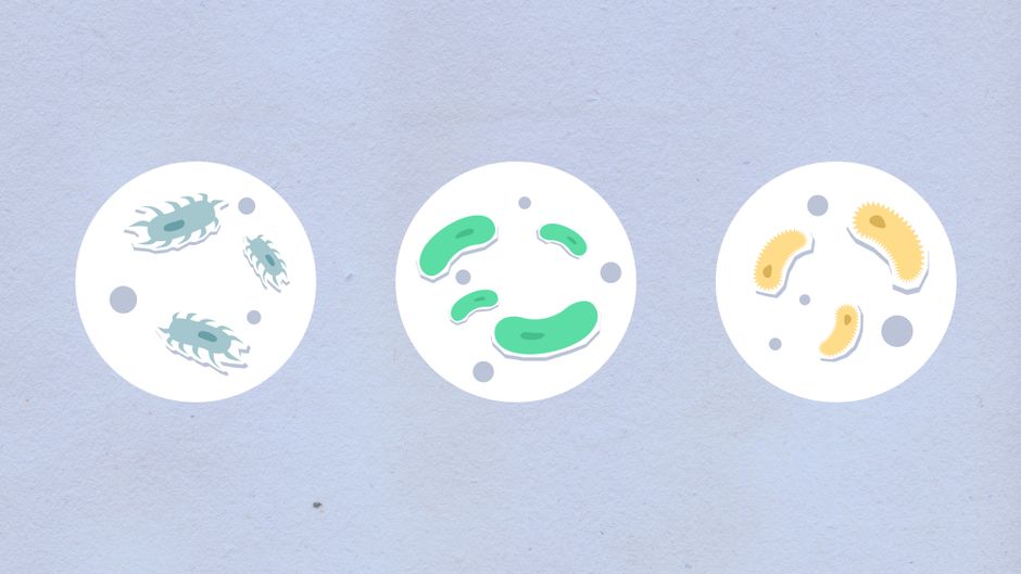 Thesis Proposal (MSc Microbiology)