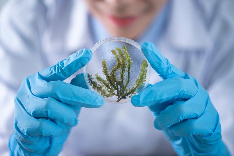 Dissertation Defense (Microbiology PhD)