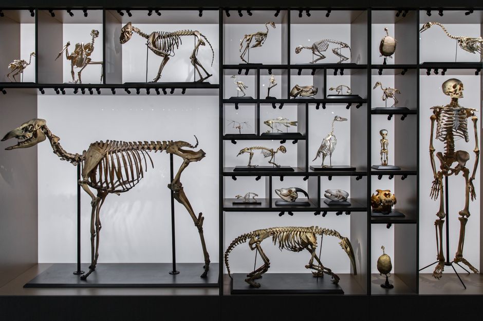 Osteology (ND)