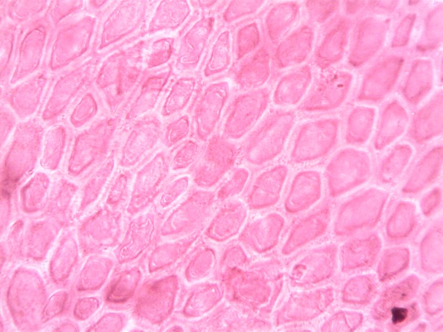 Histology II (ND)