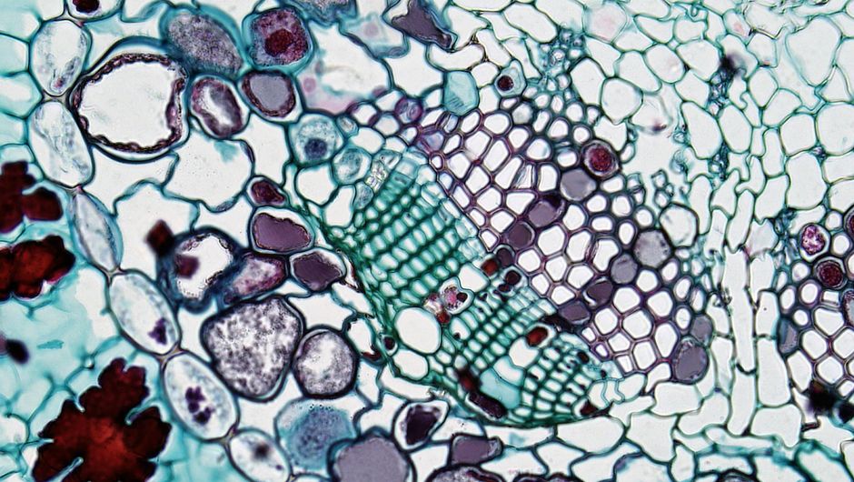 Cell Biology (BSc Anatomy)