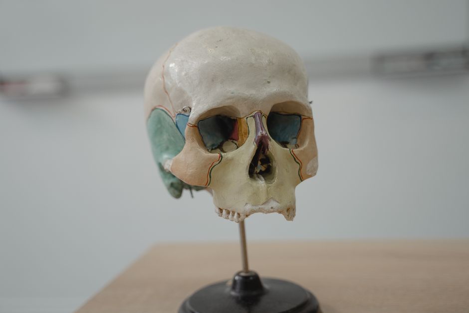 Osteology & Arthrology (BSc)