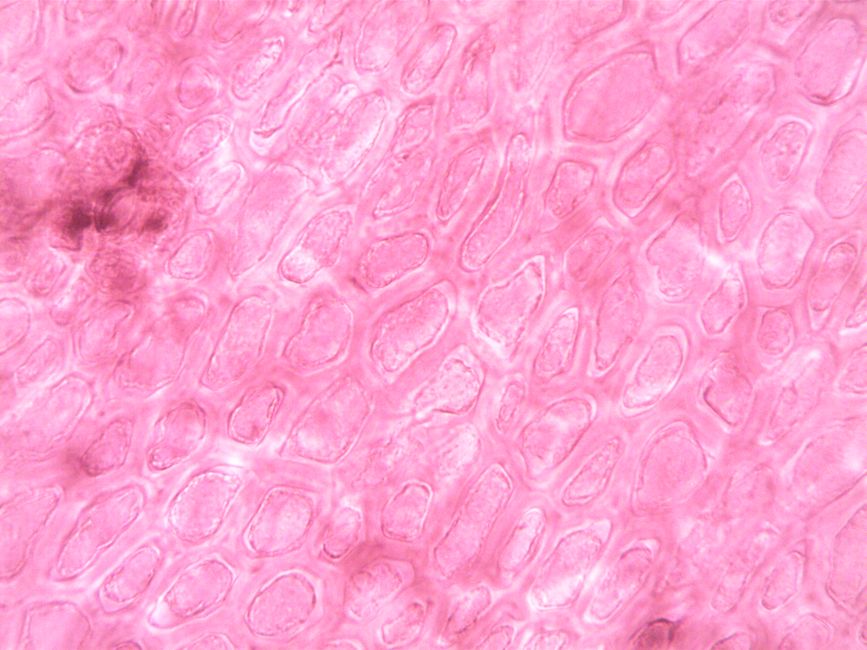 Histology I (BSc)
