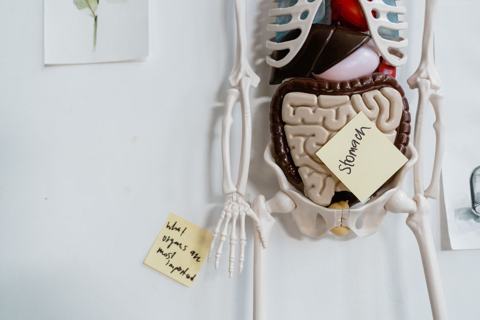 Neuroanatomy I (BSc)