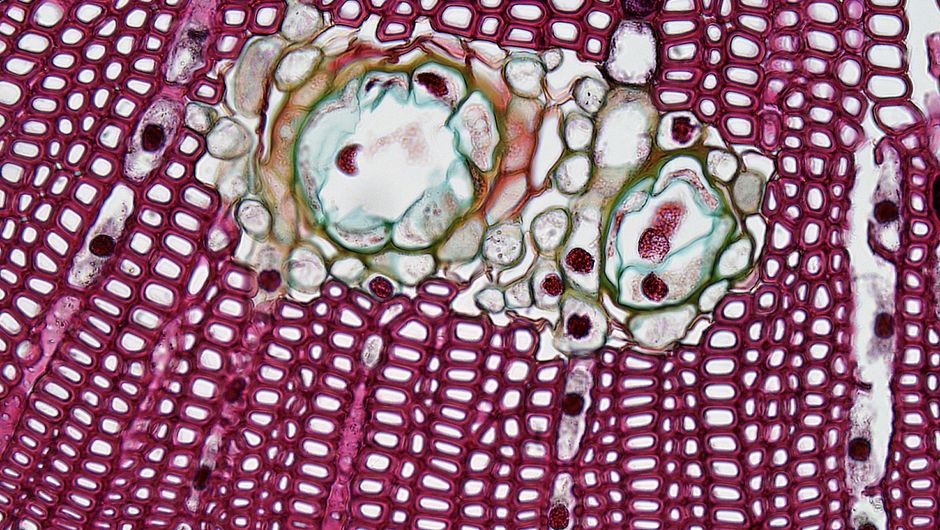 Histology II (BSc)