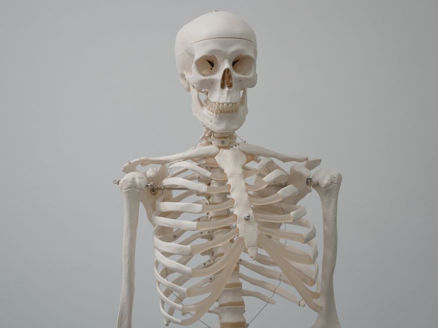Neuroanatomy II (BSc)