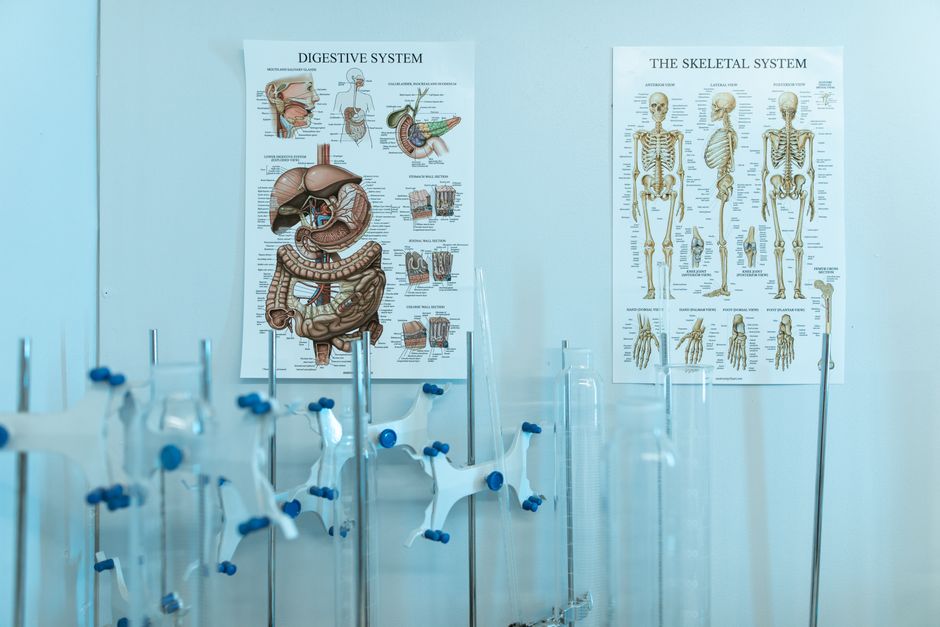 Research Methods in Anatomy (MSc)