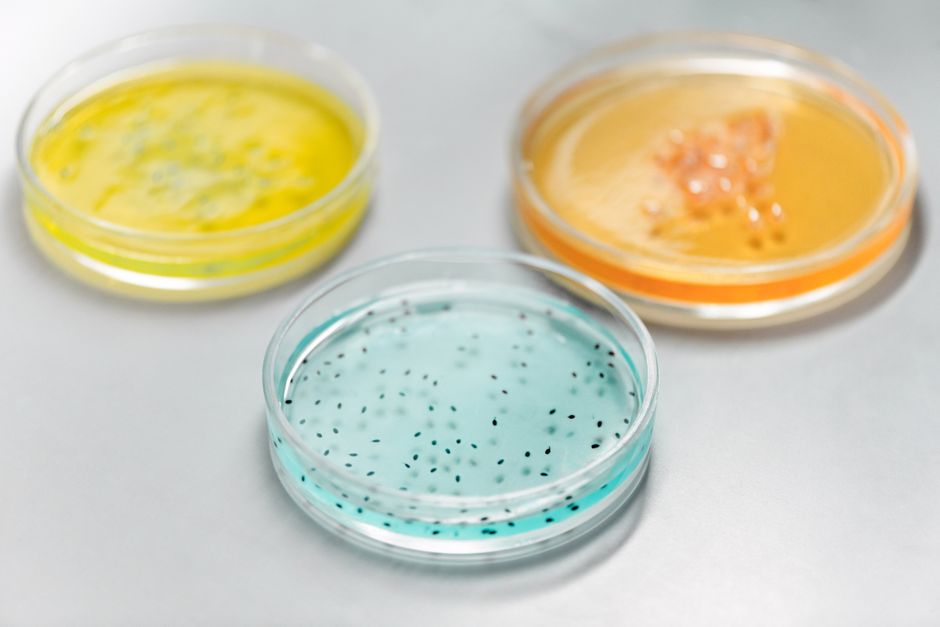 Pharmaceutical Microbiology I (ND)