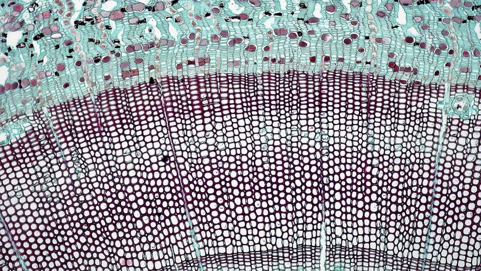 Introduction to Anatomy & Cell Biology