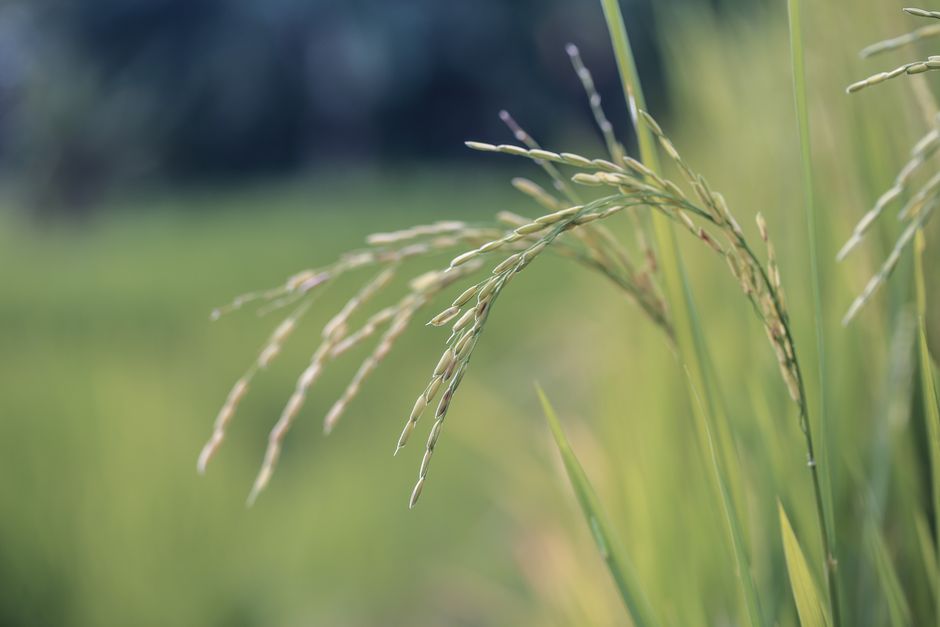 Introduction to Crop Science