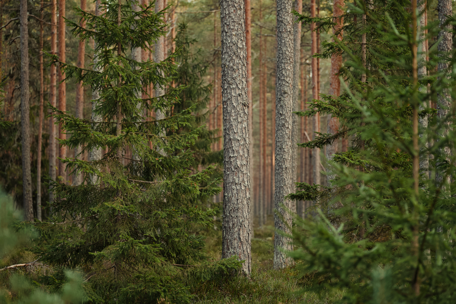 Introduction to Forestry & Wildlife