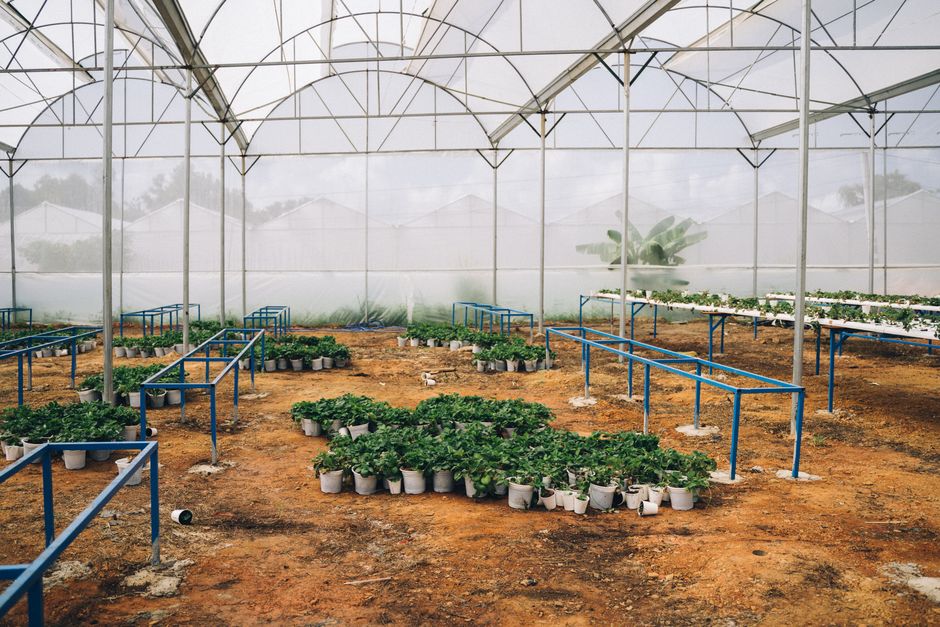 Introduction to Horticulture