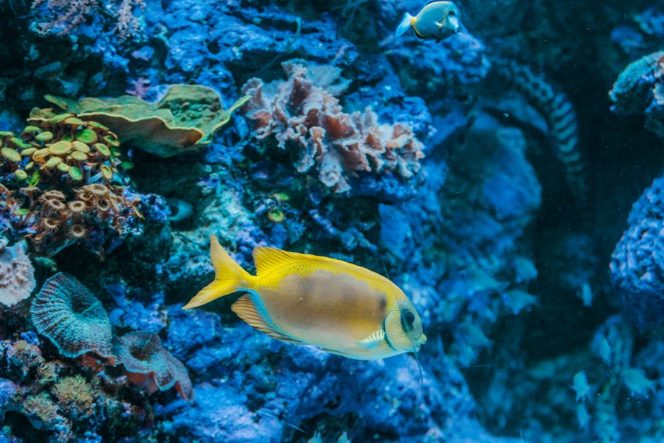 Introduction to Marine Biology