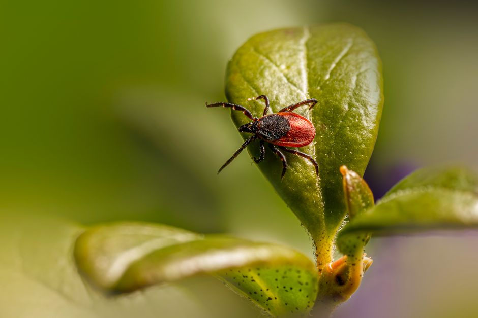 Introduction to Parasitology & Entomology