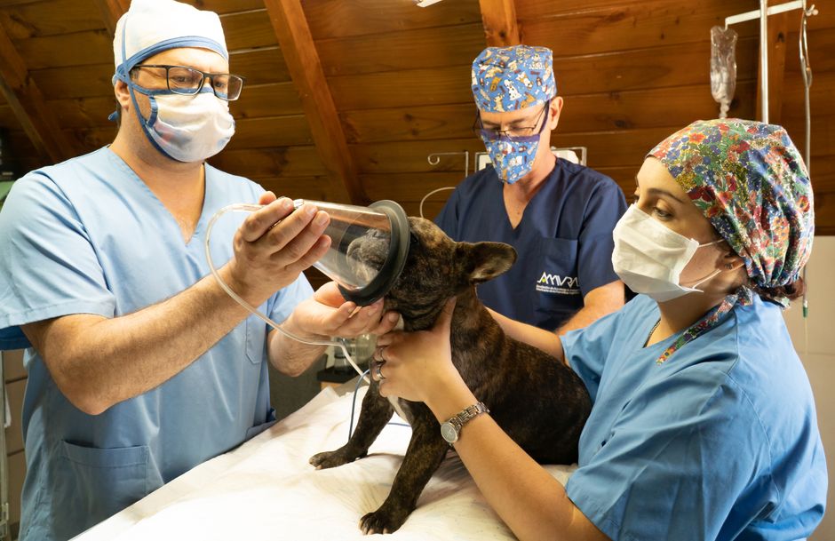 Introduction to Veterinary Medicine