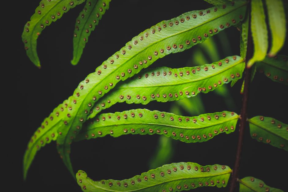 Leaving Certificate Biology - Complete Preparation