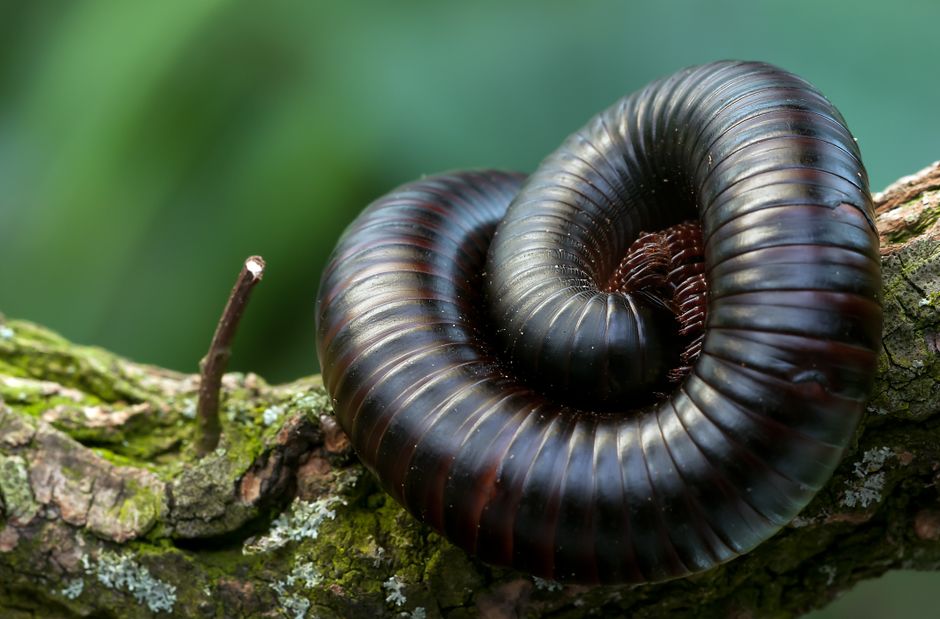 WASSCE Ghana Biology - Complete Preparation