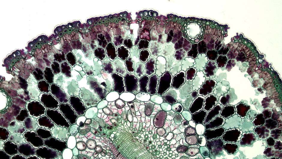 KCSE Biology - Complete Preparation
