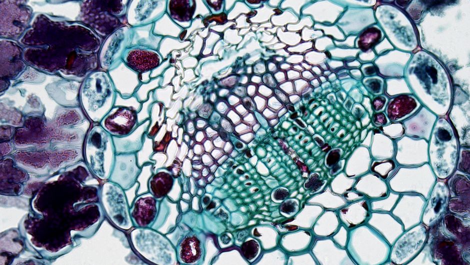 UNEB UACE Biology - Complete Preparation